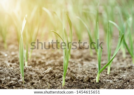 Early garlic plants lit by bright sunlight on a ground in spring close up.