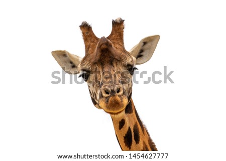 isolated on looking wild giraffe head with white background