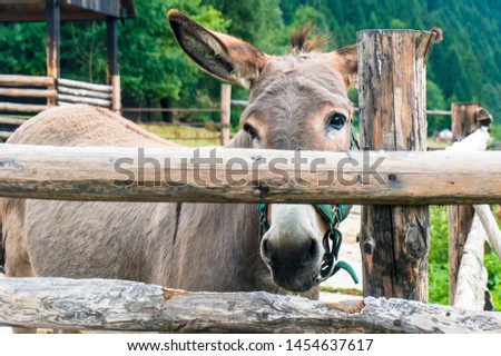 
Donkey sadly looking through the wooden  corral