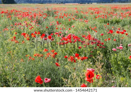 A Field of poppy flowers 