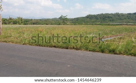views of rice fields and mountains in magelang