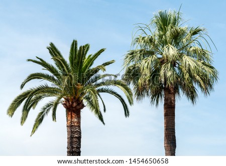 Two well-known palm trees - a date palm "Phoenix Dactylifera" and a fan palm "Trachycarpus fortunei" Royalty-Free Stock Photo #1454650658