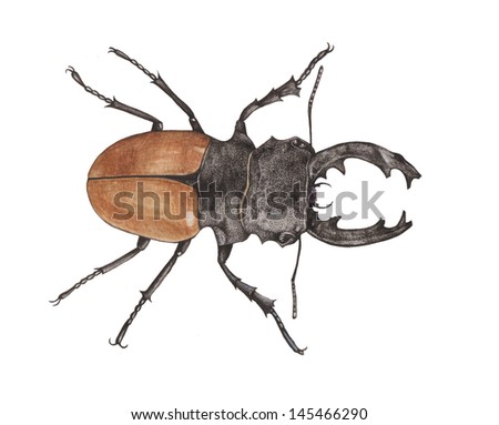 stag beetle/watercolor painting
