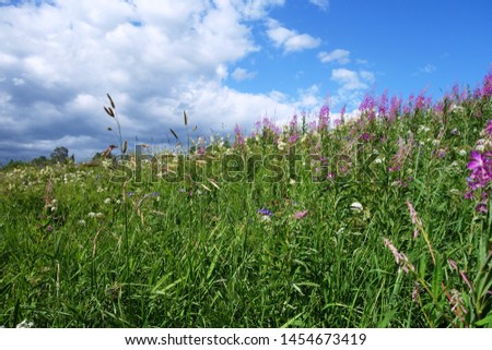 Grassy meadow with wildflowers in summer in the North-Western part of Russia
					
