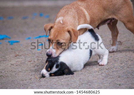 Outdoor close up picture with blurred background of two dogs playing with each other outside
