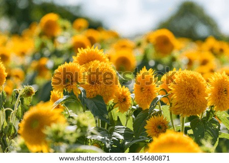 Sunflower blossom, in full bloom