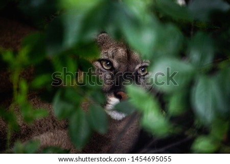 Portrait of Beautiful Puma hunting in wildlife woods. Cougar, mountain lion, puma, panther. Look eyes