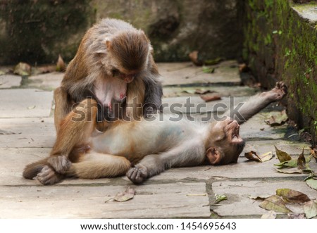 A female monkey grooms a male which lies across the ground below Swayambhunath in Kathmandu