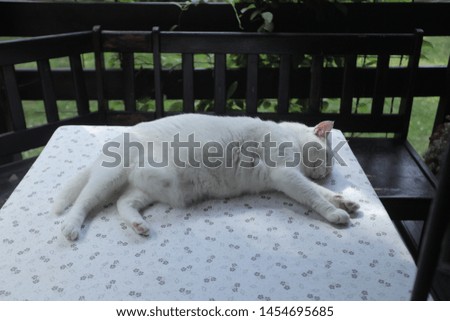 horizontal wide angle photography of a white fat british cat lying down on a nice table, with wooden bench around, and green plants in the background, outdoors on a sunny day in Poland, Europe