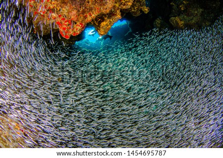 Scuba diving with Silversides at Eden Rock, Grand Cayman, Caribbean Royalty-Free Stock Photo #1454695787