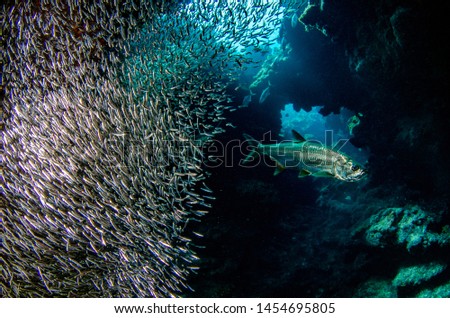 Scuba diving with Silversides at Eden Rock, Grand Cayman, Caribbean Royalty-Free Stock Photo #1454695805