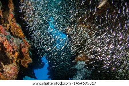 Scuba diving with Silversides at Eden Rock, Grand Cayman, Caribbean Royalty-Free Stock Photo #1454695817