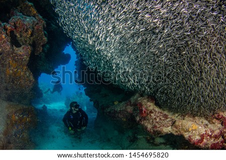 Scuba diving with Silversides at Eden Rock, Grand Cayman, Caribbean Royalty-Free Stock Photo #1454695820