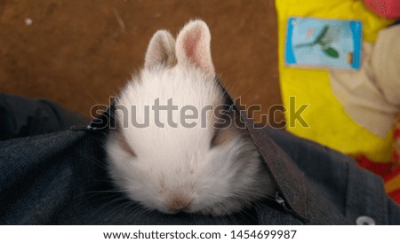 The little bunny is sleeping in a shirt pocket.