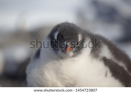 Gentoo penguin single. Gentoo portrait in Antarctica on blur background, Argentine islands.