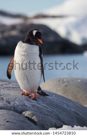 Gentoo penguin single. Gentoo portrait in Antarctica on blur background, Argentine islands.