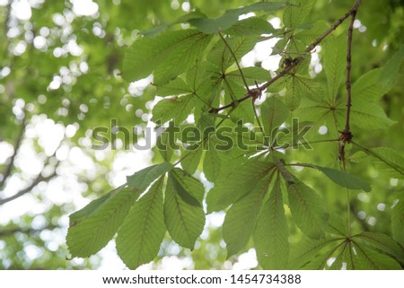 Green Chestnut Tree Leaves against Bue Sky 