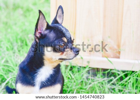 Chihuahua dog on the background of greenery and wood. portrait of a Chihuahua on the background of summer greenery. Small breed of dog of black and koroichnevovo-white color. Cheeky and brutal dog.