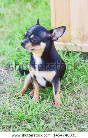 Chihuahua dog on the background of greenery and wood. portrait of a Chihuahua on the background of summer greenery. Small breed of dog of black and koroichnevovo-white color. Cheeky and brutal dog.