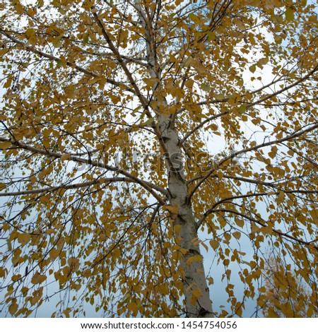 Birch branches and yellow foliage. Autumn landscape.
