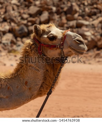 A close-up picture of a dromedary.