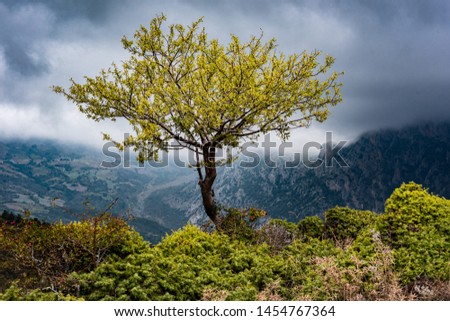 Storm Clouds and Tree, Parco Nazionale del Pollino, Italy Royalty-Free Stock Photo #1454767364