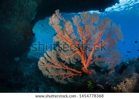 A beautiful gorgonian grows among the rugged limestone islands of Raja Ampat, Indonesia. This tropical region, part of the Coral Triangle, is known for its incredible marine biodiversity.