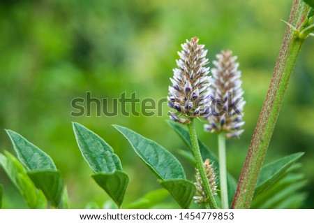 close-up of pale blue inflorescence and pinnate leaves of a licorice shrub Royalty-Free Stock Photo #1454779853
