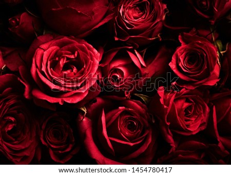 Red Roses Flower Dark Background 4K