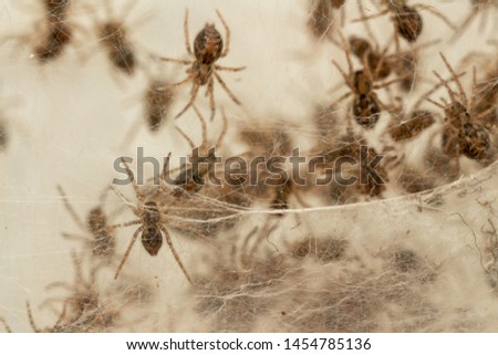Nest with lots of little spiders, brood. Web close up. Arachnophobia, disgusting and scary concept. Insects phobia, horror, fear and disgust. Baby, reproduction, many offspring. Selective, soft focus Royalty-Free Stock Photo #1454785136