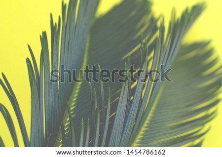 Background with two tropical branches of palm trees on a yellow background. Selective focus.