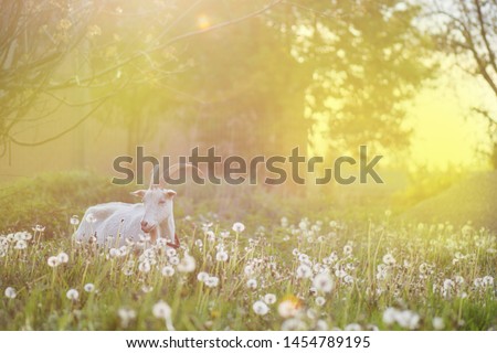 Family of goats on out of focus garden background. Goats is grazed on a dandelion field. Goat with a goat kid. Ukrainian country life