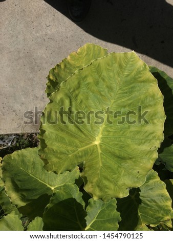 Detailed picture of a green leave. 