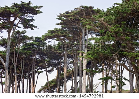 Row of Tall Green Leaf Filled Trees in Golden Gate Park, San Francisco