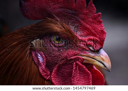 Red rooster and farm rooster portrait Royalty-Free Stock Photo #1454797469
