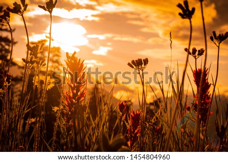 flowers taking the sun rays