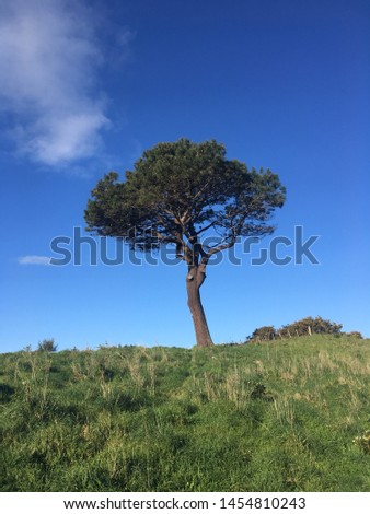Lonely tree in Coromandel. New Zealand