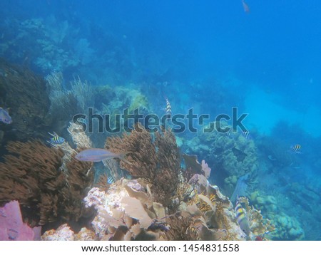 Underwater view of reefs, fish and corals