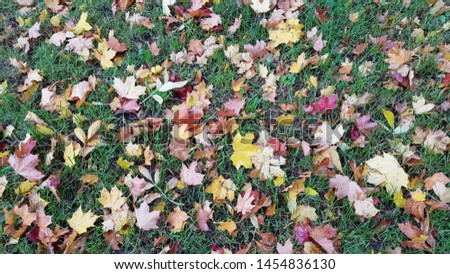 Autumn carpet of bright fallen leaves on green grass after rain