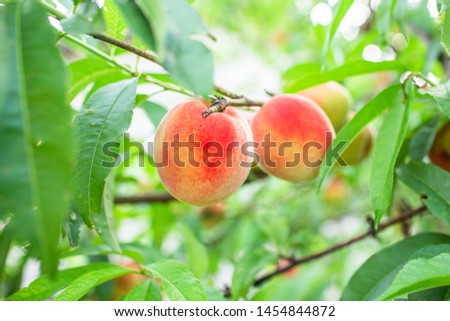 Close up Picture of the red riped peaches on the peach tree or in the organic farming orchard or home garden in summer before be picked up, sweet, delicious, tasty fruits.