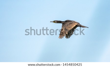 Two cormorants fly against the blue sky