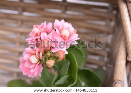 beautiful pink plant with wood in the background