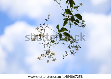 White flower silhouette in blue sky