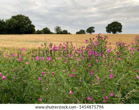 Pink wind flowers in lots of green foliage a golden barley field and dark oak trees in the background