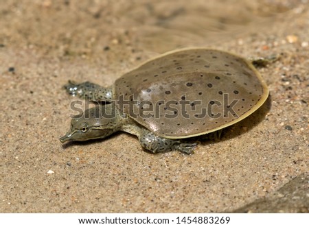 Hatchling Spiny softshell turtle (Apalone spinifera) floating above  sand creek bottom, Ledges State Park, Iowa.
 Royalty-Free Stock Photo #1454883269