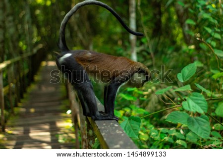 close up of a monkey sitting on a walkway in an African forest