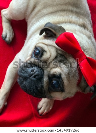 Cute Pug wearing Red Bow Tie