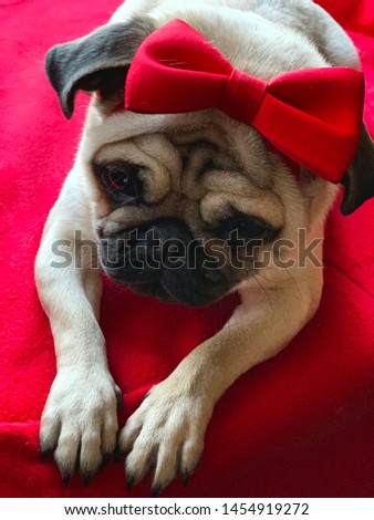 Cute Pug wearing Red Bow Tie
