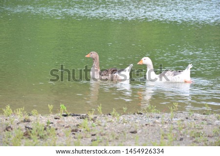 Group of wild gooses swimming and walking around a lake after rain has stopped falling in late afternoon during summer 