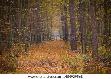 Autumn fall  colorful leaves forest landscape in Europe. 